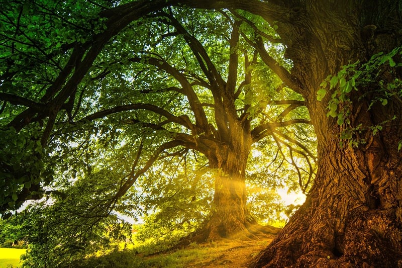 Magical Woodland Atmosphere